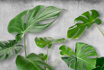 Fototapety  Monstera leaves on a concrete background. 3d wallpaper. Wallpaper for the interior.