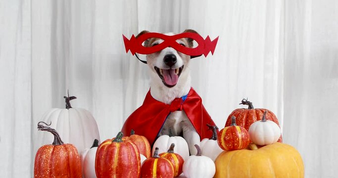Jack russell terrier dog in a superhero costume among orange pumpkins on a white background. Portrait of a cute young small pet sitting with a halloween costume and decoration indoors