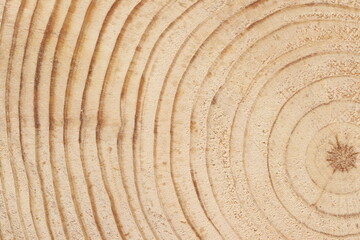 Pine tree cut texture. Light wood texture close up. 