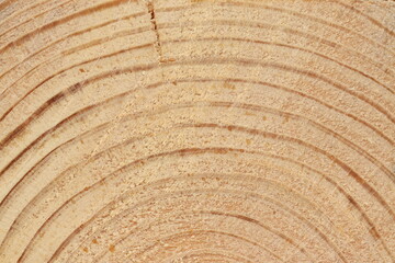 Pine tree cut texture. Light wood texture close up. 