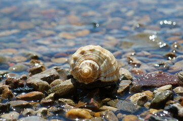 Fototapeta na wymiar Seashell on the river bank. The background image.