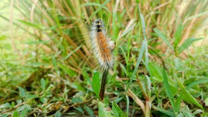 caterpillar insect on grass