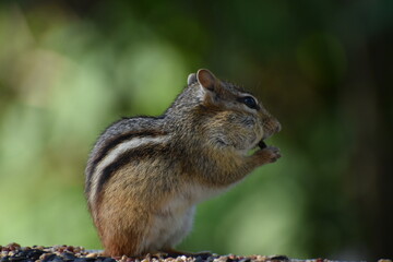 A squirrel at the garden feeder