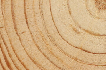 Pine tree cut texture. Light wood texture close up. 