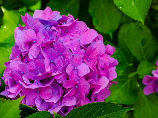 【静岡県】法多山尊永寺 紫陽花
