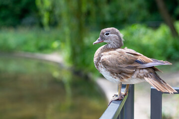 some ducks live by a small pond with their  chicks