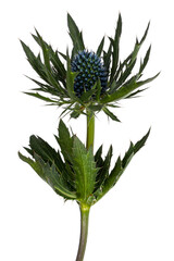 Side view of single Mediterranean sea holly aka Eryngium bourgatii flower head. Isolated on a white backgound.