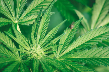 house fly sitting on cannabis plant. Green leaves of weed and small flowers