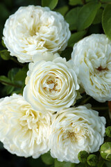 Beautiful blooming white roses on bush outdoors, closeup