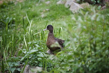 duck on the grass