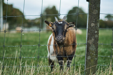 goat on the farm