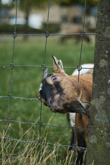 goat behind fence