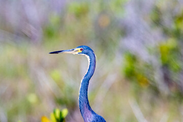 Great blue heron