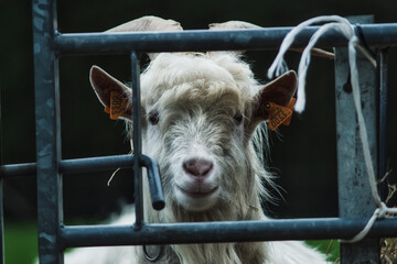 goat in a farm