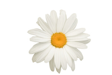 Daisy flower isolated on white