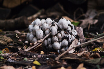 mushrooms in the forest