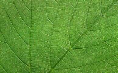 Background grape leaf macro texture. Summer background, banner with copy space