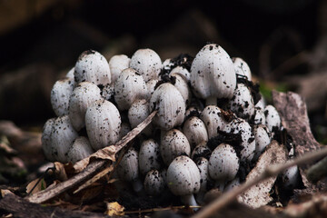 mushrooms on the ground