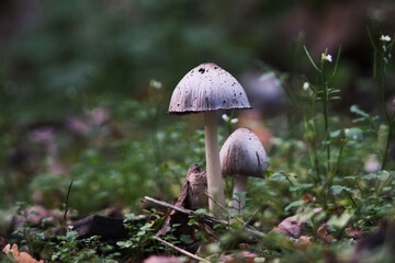 mushroom in the grass
