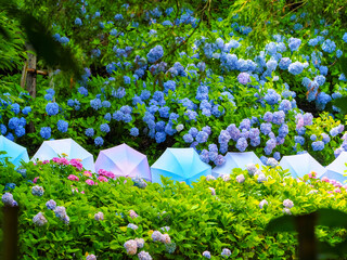 【静岡県】法多山尊永寺 紫陽花とカラフルな傘
