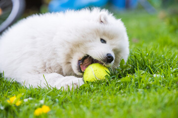 White Samoyed puppy dog playing with a tennis ball