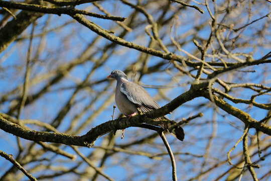 Pigeon on a branch