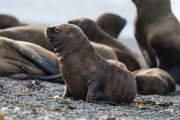 Sea Lion baby, Patagonia, Argentina