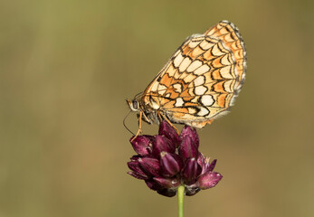 Heath Fritillary