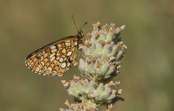 Heath Fritillary