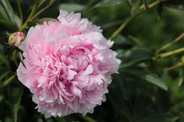 pink peony flower