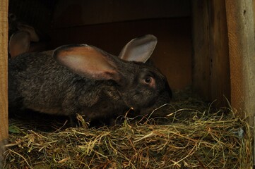 Photo of a large black rabbit in a wooden aviary © taya_xmeimei