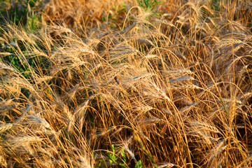 Fototapeta premium golden wheat field
