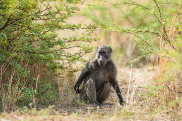 Fototapeta premium Female Chacma Baboon Looking Around 