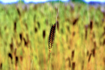 wheat field in sale san Giovanni cuneo Italy