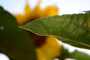 close up of yellow leaf