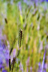 wheat field in sale san Giovanni cuneo Italy