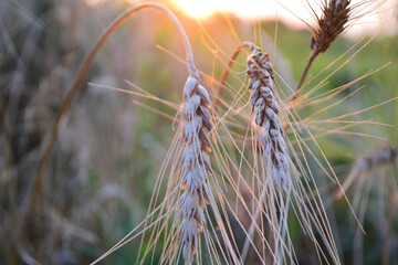 field of wheat
