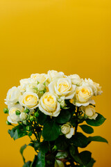 flowers roses yellow background major plan