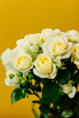 major plan yellow background roses flowers 