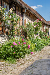 Gerberoy, Façade de maison couverte de roses dans une rue piétonne du village. Oise. Picardie. Hauts-de-France	