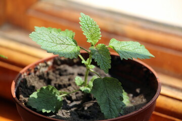 Melissa. Perennial essential oil herb with lemon aroma and citrus flavor. The plant is edible. Grows at home in a pot on the window.