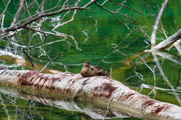 Young wild brown duck having a rest on a sunken tree in the lake of national park in Croatia