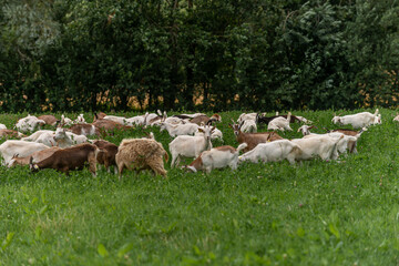 Goats and kid, on green pasture