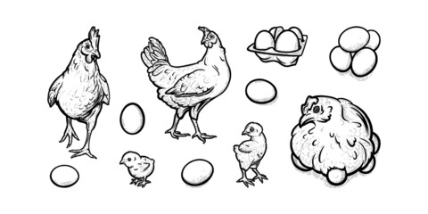 Hens and chickens free-grazing in poultry farm. Sketch illustration of hens with eggs and baby chicks isolated in white background. Hand drawn vector illustration