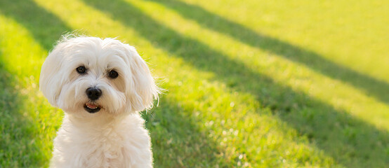 Maltese dog  looks at the camera on a grass background in with sunlight. Banner background with copy space. - obrazy, fototapety, plakaty