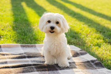 Maltese dog sits on a blanket and looks at the camera on a picnic in a park with sunlight....