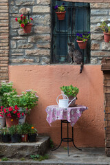 Fototapeta na wymiar Gato rodeado de flores en la repisa de la ventana