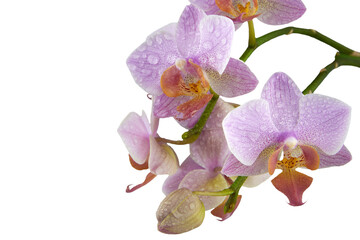Naklejka na ściany i meble Pink orchid flowers isolated on white background.