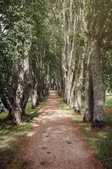 Fototapeta na wymiar An old linden alley in the park near Jaunmokas Manor