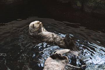 A sea otter kalan swims in the water on its back and washes